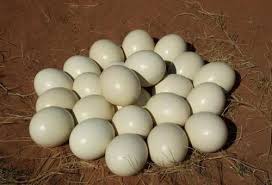 Fertile Ostrich Eggs